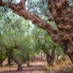 olive-grove-4955574_1920