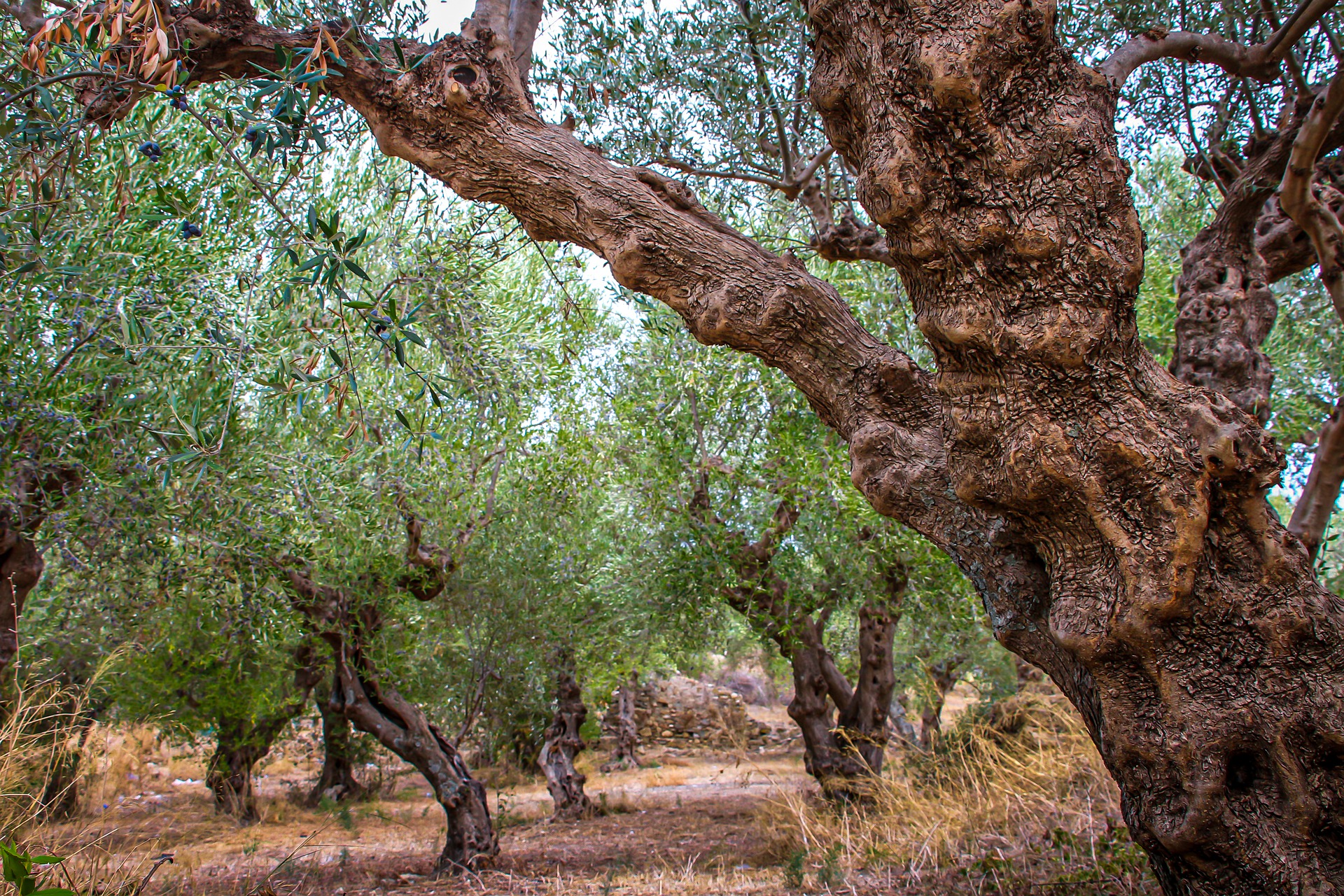 olive-grove-4955574_1920